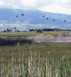 birds flying above marsh