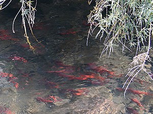 Kokanee salmon swim in Porcupine Reservoir