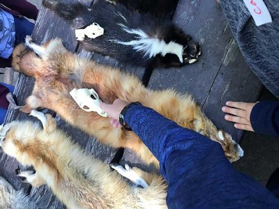 Students examine various pelts, skulls, and tracks of native wildlife.