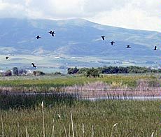photo illustration, birds in flight