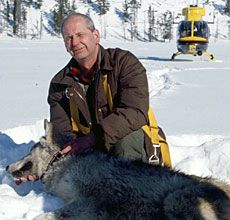 USU alum Ed Bangs with a sedated wolf