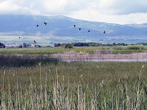 birds flying above a Cache Valley wetland area