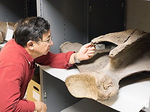 Dr. Kenneth Carpenter, director and curator, USU Eastern Prehistoric Museum