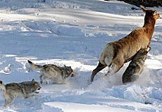 wolves pursuing an elk
