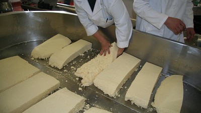 Making cheese in the Dairy Lab.