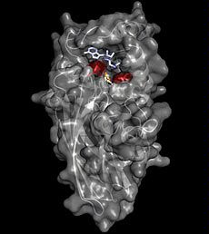 protein structure model from USU research