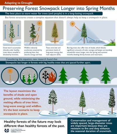 This infographic shows the doughnut-shaped area of protection big trees offer snowpack.