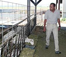 USU USTAR researcher Randy Lewis with goats