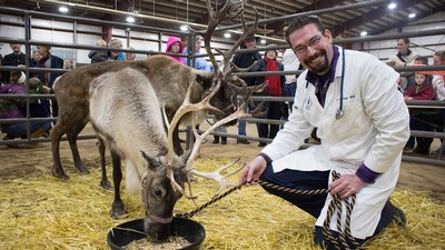 Veterinarian Isaac Bott with a reindeer.