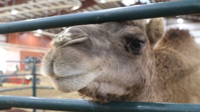 A camel at the Reindeer Express.