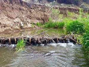 posts in Oregon's Bridge Creek