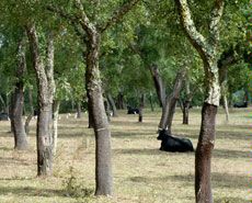 A bull rests in a cork forest 