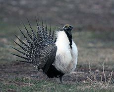 Greater Sage-grouse