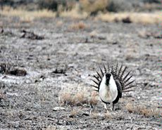 male sage-grouse strutting