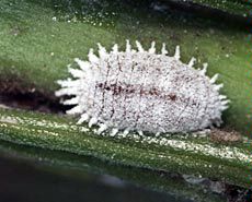 photo of a mealybug