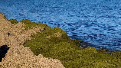 Piles of algae washed ashore next to a lake.