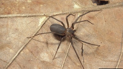 Recluse.