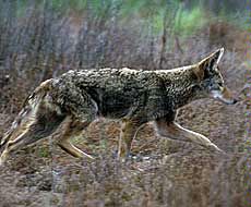 photo illustration of a coyote