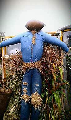 a scarecrow at the USU Student Organic Farm