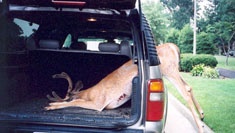 A deer-vehicle accident