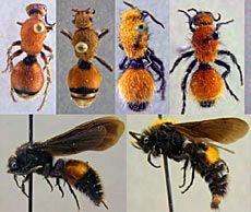 velvet ant specimens