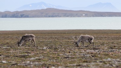 Two reindeer graze in a field near a lake.
