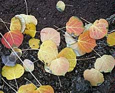 aspen leaves