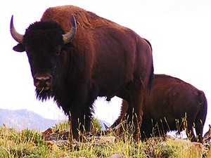 Bison graze in Utah’s Henry Mountains