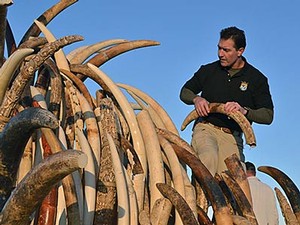 U.S. Fish and Wildlife Service specil agent with illegal ivory seized at USU port