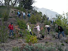 USU students planting trees for Tree Campus USA project