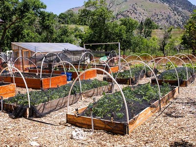 UCC community garden