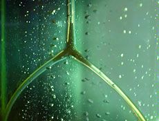 algae is used in USU research for possible biofuel use