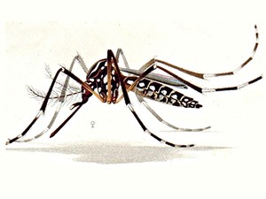 an Aedes aegypti mosquito