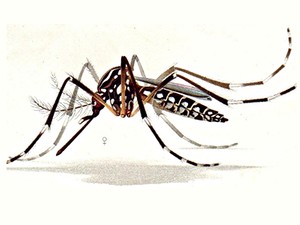 the Aedes aegypti mosquito