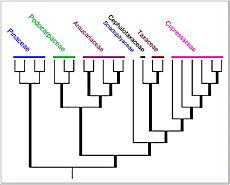 research chart