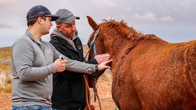 A student prepares to give a horse an injection.