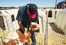 checking a calf, veterinary science
