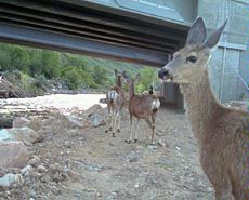deer at a crossing site in Summit County