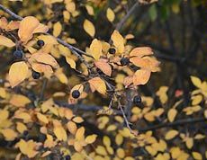 fall leaves, berries