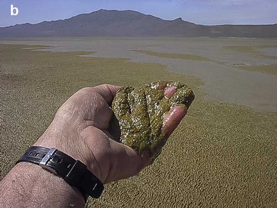 Bloom of the cyanobacterium (Nodularia) in Farmington Bay of the Great Salt Lake