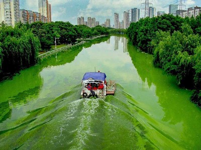 Toxic cyanobacterial (Microsystis) bloom in the Liangxi River, Wuxi, China.