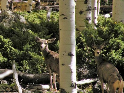 Mule deer inside the Pando aspen clone near Fish Lake, Utah