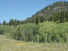 Swan Flats, aspen trees