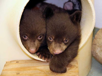 two bear cubs snuggling