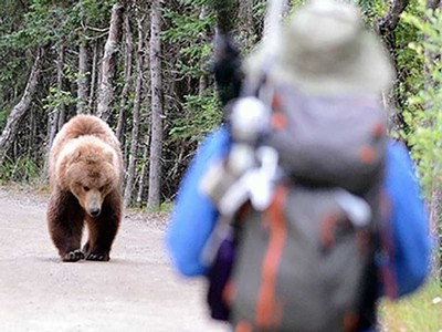 bear approaching a hiker in the wilderness
