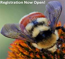 photo illustration, a bumble bee