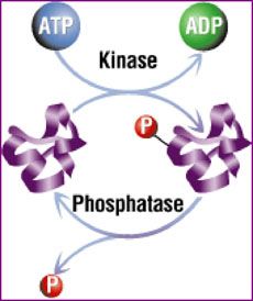 phosphatases and kinases graphic