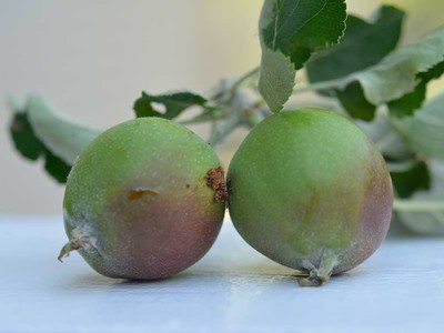 coddling moth on fruit