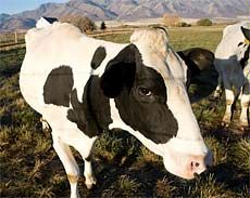 Cows, part of research project