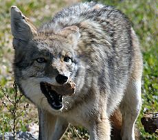 coyote in study with food